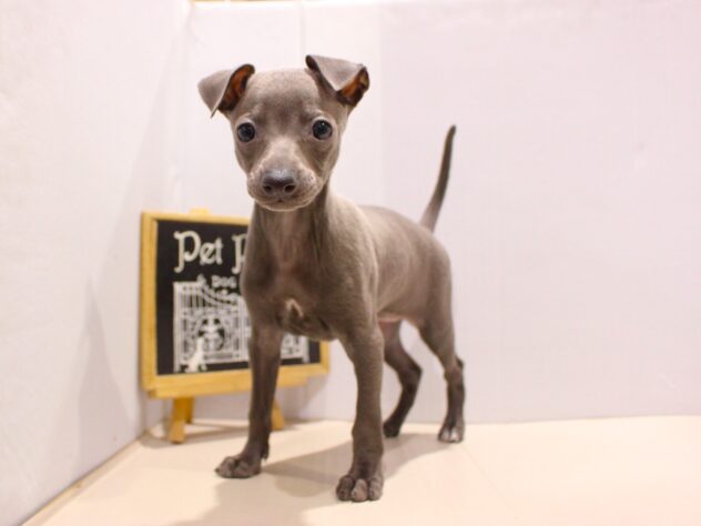 兵庫県のイタリアングレーハウンド (ペット・プラザ アミーゴ神戸灘店/2025年9月14日生まれ/女の子/ブルーホワイト)の子犬の1枚目の画像