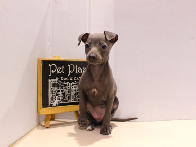 兵庫県のイタリアングレーハウンド (ペット・プラザ アミーゴ神戸灘店/2025年9月14日生まれ/女の子/ブルーホワイト)の子犬の2枚目の画像