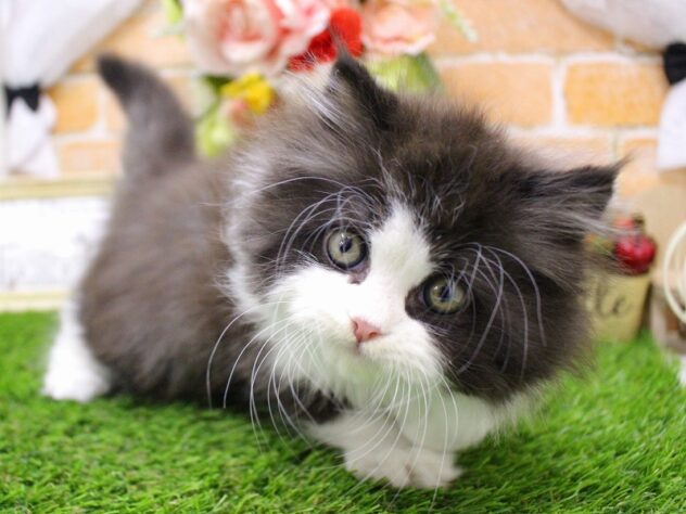 兵庫県のエキゾチック (ペット・プラザ アミーゴ神戸灘店/2025年9月13日生まれ/男の子/ブラックスモーク&ホワイト)の子猫の1枚目の画像