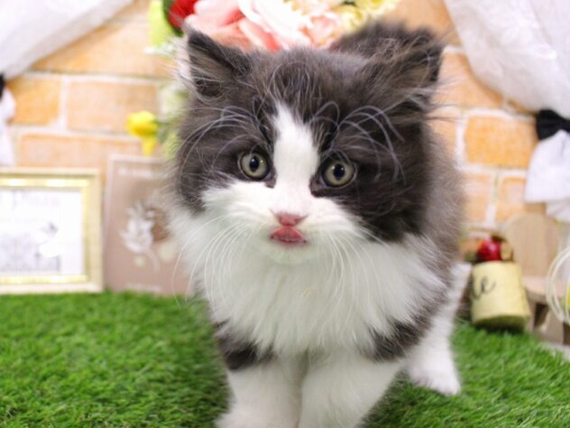 兵庫県のエキゾチック (ペット・プラザ アミーゴ神戸灘店/2025年9月13日生まれ/男の子/ブラックスモーク&ホワイト)の子猫の2枚目の画像