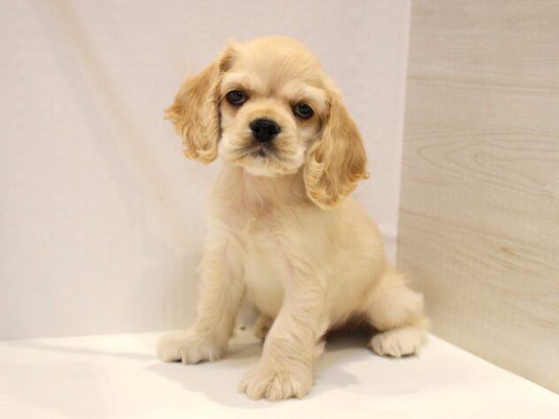 兵庫県のアメリカンコッカースパニエル (ペット・プラザ アミーゴ神戸灘店/2025年9月15日生まれ/男の子/バフ)の子犬の1枚目の画像