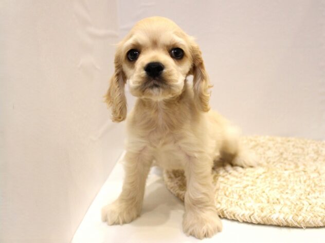 兵庫県のアメリカンコッカースパニエル (ペット・プラザ アミーゴ神戸灘店/2025年9月15日生まれ/男の子/バフ)の子犬の3枚目の画像