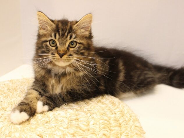 兵庫県のサイベリアン (ペット・プラザ アミーゴ神戸灘店/2025年7月26日生まれ/男の子/ブラウンクラシックタビーホワイト)の子猫の1枚目の画像