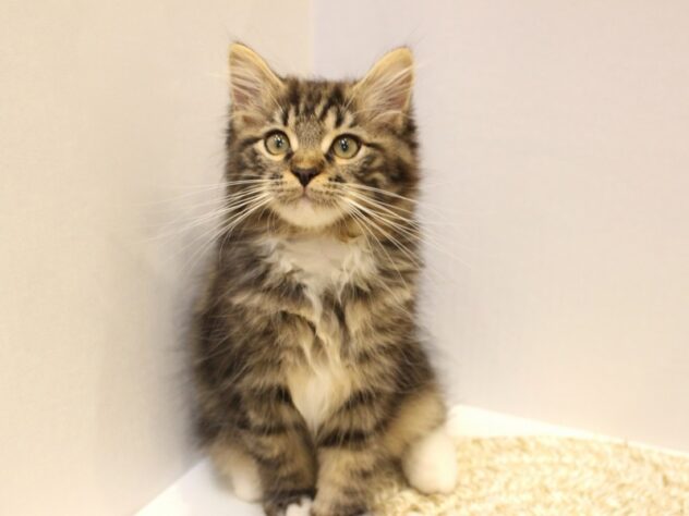 兵庫県のサイベリアン (ペット・プラザ アミーゴ神戸灘店/2025年7月26日生まれ/男の子/ブラウンクラシックタビーホワイト)の子猫の2枚目の画像