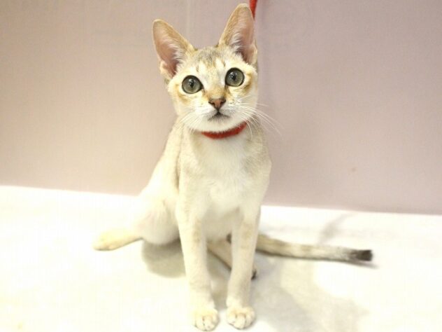 兵庫県のシンガプーラ (ペット・プラザ アミーゴ明石魚住店/2025年7月1日生まれ/男の子/セピアアグーティ)の子猫の1枚目の画像