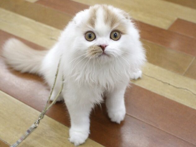 兵庫県のスコティッシュフォールド (ペット・プラザ アミーゴ明石魚住店/2025年7月13日生まれ/男の子/クリームタビーホワイト)の子猫の1枚目の画像