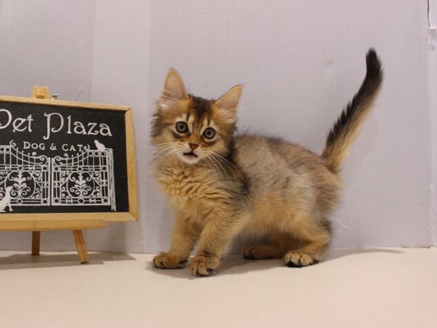 兵庫県のソマリ (ペット・プラザ アミーゴ神戸灘店/2025年9月1日生まれ/女の子/ルディ)の子猫の2枚目の画像