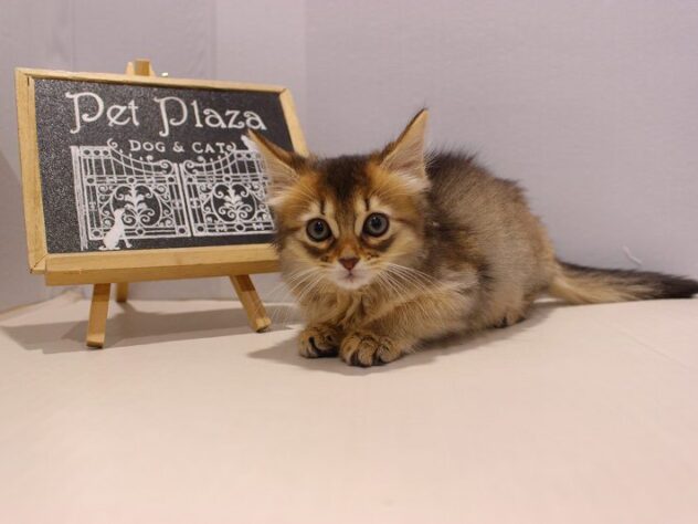 兵庫県のソマリ (ペット・プラザ アミーゴ神戸灘店/2025年9月1日生まれ/女の子/ルディ)の子猫の3枚目の画像