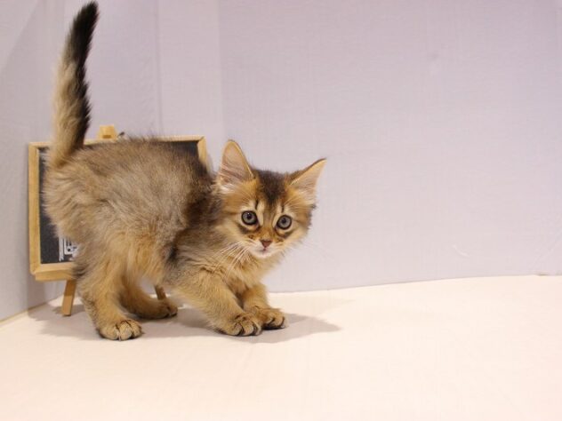 兵庫県のソマリ (ペット・プラザ アミーゴ神戸灘店/2025年9月1日生まれ/女の子/ルディ)の子猫の4枚目の画像