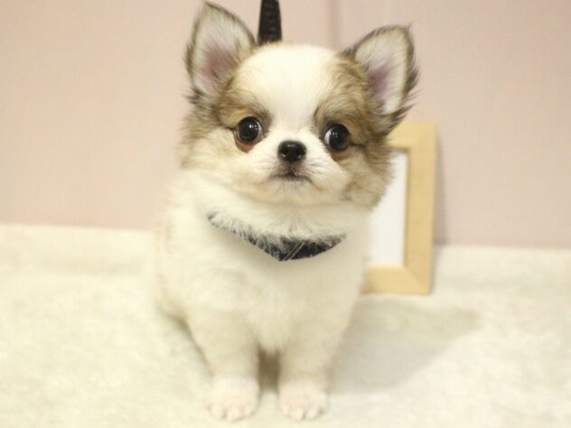 兵庫県のチワワ(ロング) (ペット・プラザ アミーゴ明石魚住店/2025年9月15日生まれ/男の子/ホワイトブラウン)の子犬の1枚目の画像