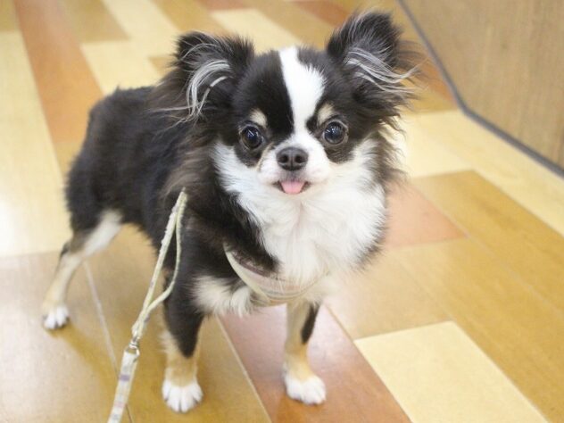 兵庫県のチワワ(ロング) (ペット・プラザ アミーゴ明石魚住店/2025年5月1日生まれ/男の子/ブラッククリームホワイト)の子犬の1枚目の画像