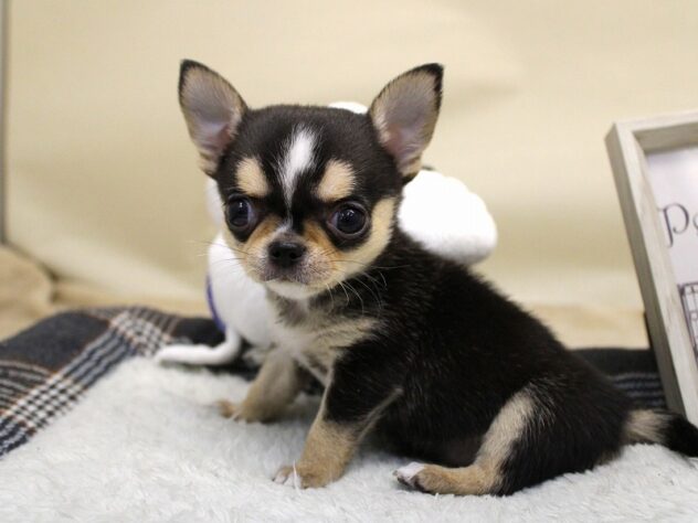 兵庫県のチワワ(ロング) (ペット・プラザ アミーゴ神戸灘店/2025年9月21日生まれ/女の子/ブラッククリームホワイト)の子犬の1枚目の画像