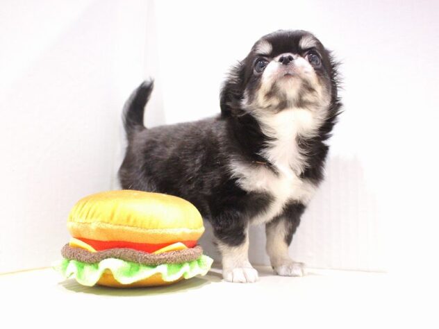 兵庫県のチワワ(ロング) (ペット・プラザ アミーゴ神戸灘店/2025年9月23日生まれ/女の子/ブラックタンホワイト)の子犬の1枚目の画像