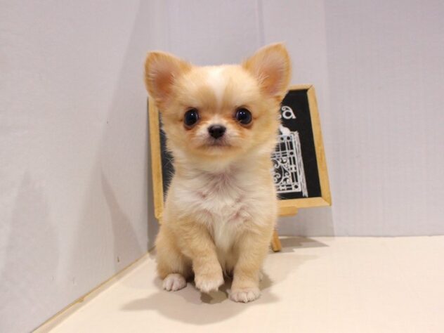 兵庫県のチワワ(ロング) (ペット・プラザ アミーゴ神戸灘店/2025年9月11日生まれ/男の子/クリームホワイト)の子犬の1枚目の画像
