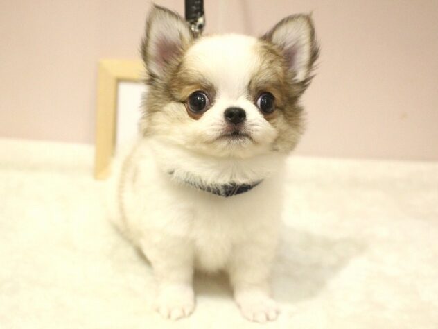 兵庫県のチワワ(ロング) (ペット・プラザ アミーゴ明石魚住店/2025年9月15日生まれ/男の子/ホワイトブラウン)の子犬の2枚目の画像