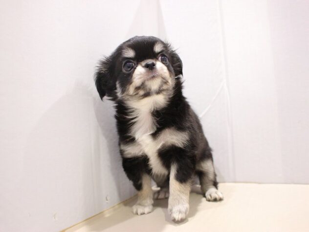 兵庫県のチワワ(ロング) (ペット・プラザ アミーゴ神戸灘店/2025年9月15日生まれ/男の子/レッドホワイト)の子犬の2枚目の画像