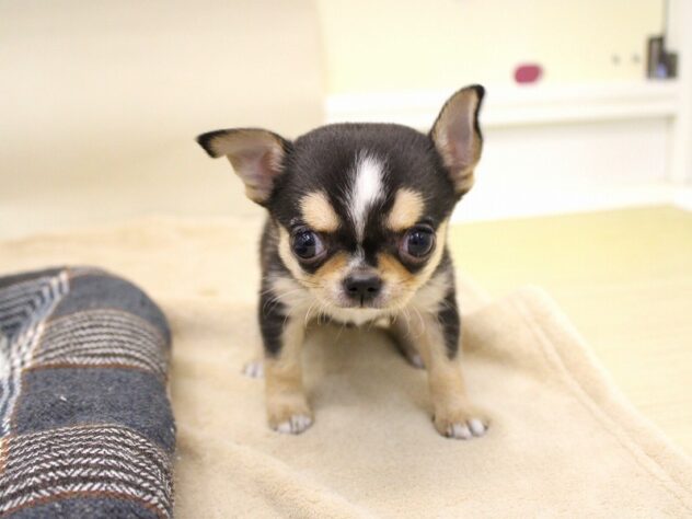 兵庫県のチワワ(ロング) (ペット・プラザ アミーゴ神戸灘店/2025年9月21日生まれ/女の子/ブラッククリームホワイト)の子犬の2枚目の画像