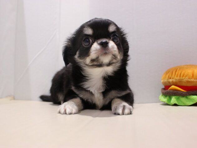 兵庫県のチワワ(ロング) (ペット・プラザ アミーゴ神戸灘店/2025年9月15日生まれ/男の子/レッドホワイト)の子犬の3枚目の画像