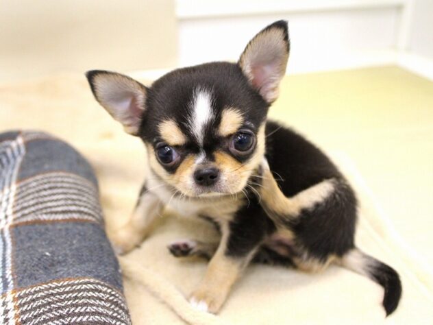 兵庫県のチワワ(ロング) (ペット・プラザ アミーゴ神戸灘店/2025年9月21日生まれ/女の子/ブラッククリームホワイト)の子犬の3枚目の画像