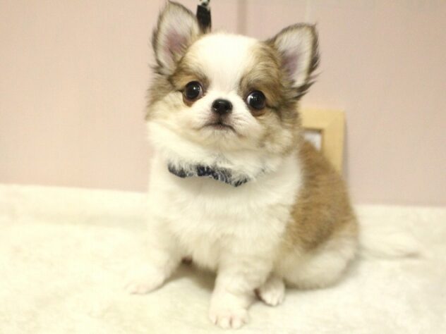 兵庫県のチワワ(ロング) (ペット・プラザ アミーゴ明石魚住店/2025年9月15日生まれ/男の子/ホワイトブラウン)の子犬の3枚目の画像