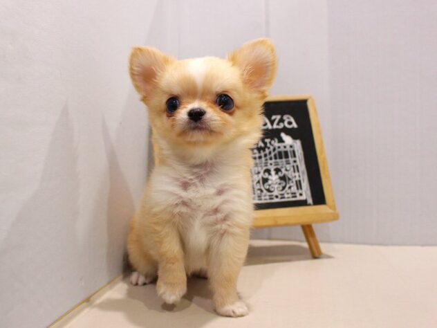 兵庫県のチワワ(ロング) (ペット・プラザ アミーゴ神戸灘店/2025年9月11日生まれ/男の子/クリームホワイト)の子犬の4枚目の画像