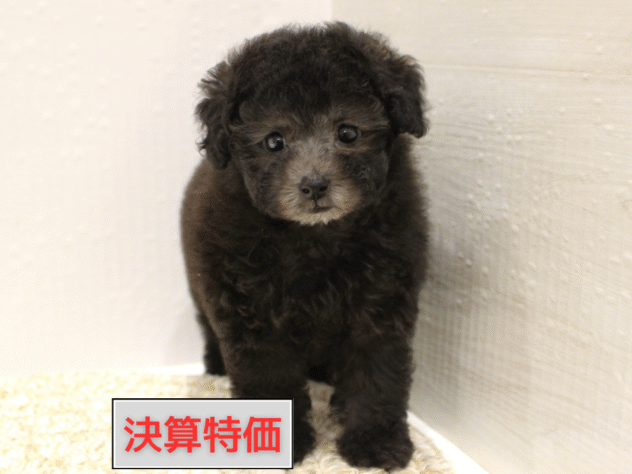 大阪府のトイプードル(トイ) (ペット・プラザ アミーゴ箕面店/2025年9月17日生まれ/女の子/グレー(旧シルバー))の子犬の1枚目の画像