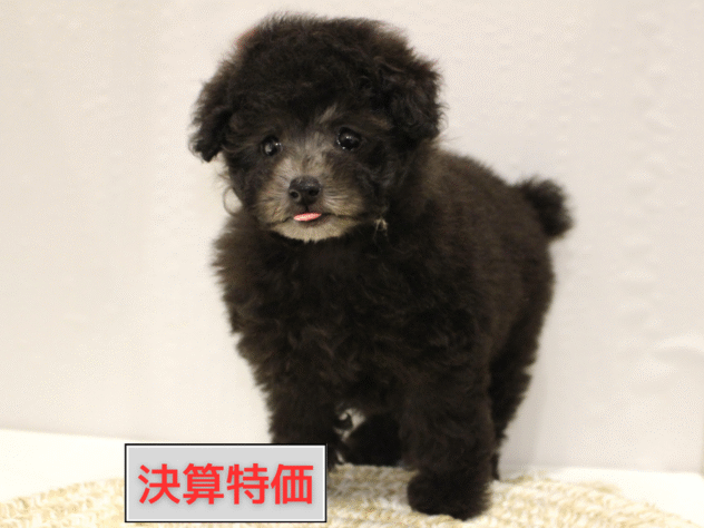 大阪府のトイプードル(トイ) (ペット・プラザ アミーゴ箕面店/2025年9月17日生まれ/女の子/グレー(旧シルバー))の子犬の1枚目の画像