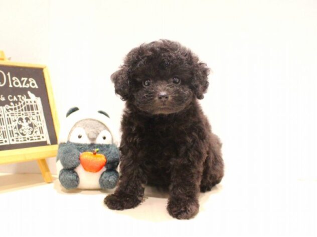 兵庫県のトイプードル(トイ) (ペット・プラザ アミーゴ神戸灘店/2025年9月15日生まれ/女の子/ペールフォーン)の子犬の1枚目の画像