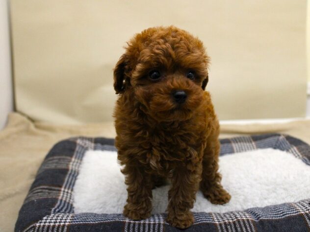 兵庫県のトイプードル(トイ) (ペット・プラザ アミーゴ神戸灘店/2025年9月29日生まれ/女の子/レッドフォーン)の子犬の1枚目の画像