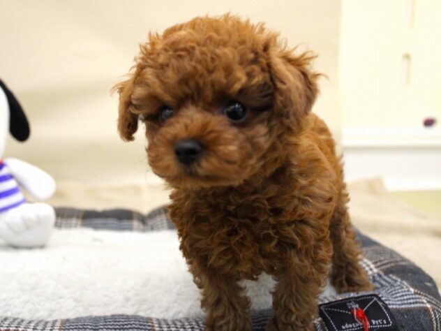 兵庫県のトイプードル(トイ) (ペット・プラザ アミーゴ神戸灘店/2025年9月29日生まれ/女の子/レッドフォーン)の子犬の1枚目の画像