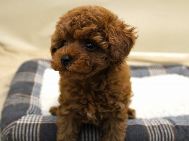 兵庫県のトイプードル(トイ) (ペット・プラザ アミーゴ神戸灘店/2025年9月29日生まれ/女の子/レッドフォーン)の子犬の2枚目の画像