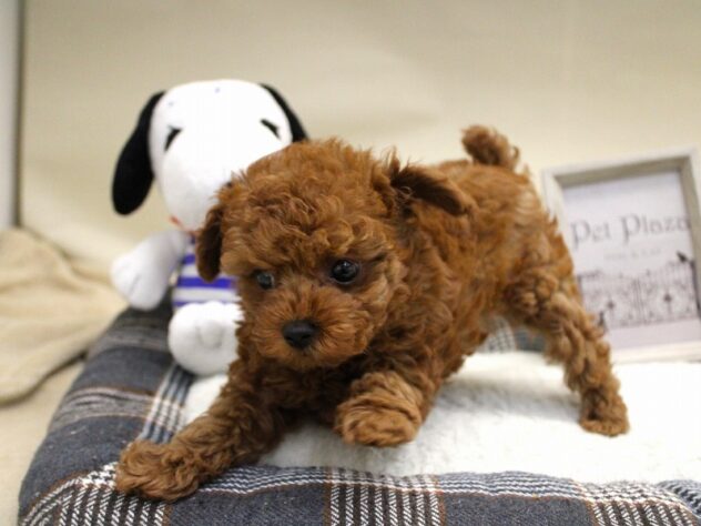 兵庫県のトイプードル(トイ) (ペット・プラザ アミーゴ神戸灘店/2025年9月29日生まれ/女の子/レッドフォーン)の子犬の2枚目の画像