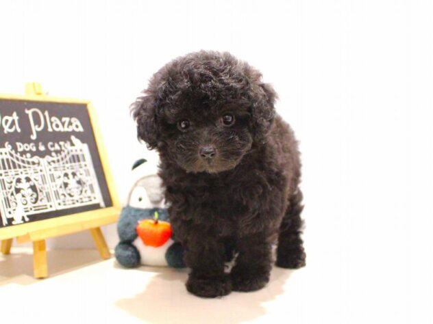 兵庫県のトイプードル(トイ) (ペット・プラザ アミーゴ神戸灘店/2025年9月15日生まれ/女の子/ペールフォーン)の子犬の3枚目の画像