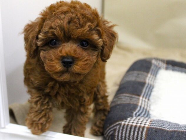 兵庫県のトイプードル(トイ) (ペット・プラザ アミーゴ神戸灘店/2025年9月29日生まれ/女の子/レッドフォーン)の子犬の3枚目の画像