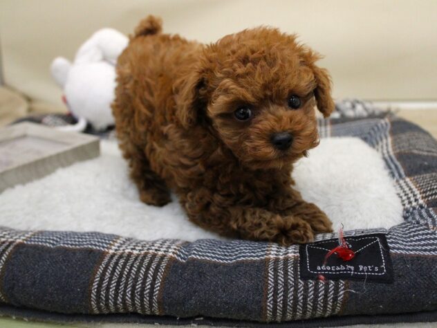 兵庫県のトイプードル(トイ) (ペット・プラザ アミーゴ神戸灘店/2025年9月29日生まれ/女の子/レッドフォーン)の子犬の3枚目の画像