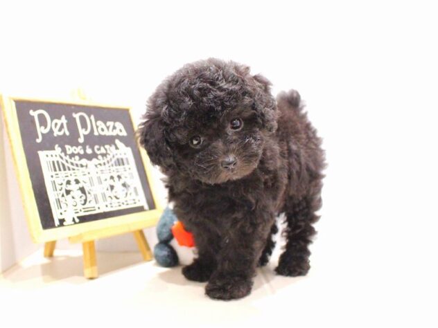 兵庫県のトイプードル(トイ) (ペット・プラザ アミーゴ神戸灘店/2025年9月15日生まれ/女の子/ペールフォーン)の子犬の4枚目の画像