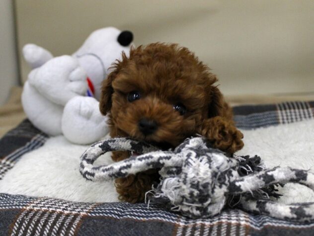 兵庫県のトイプードル(トイ) (ペット・プラザ アミーゴ神戸灘店/2025年9月29日生まれ/女の子/レッドフォーン)の子犬の4枚目の画像