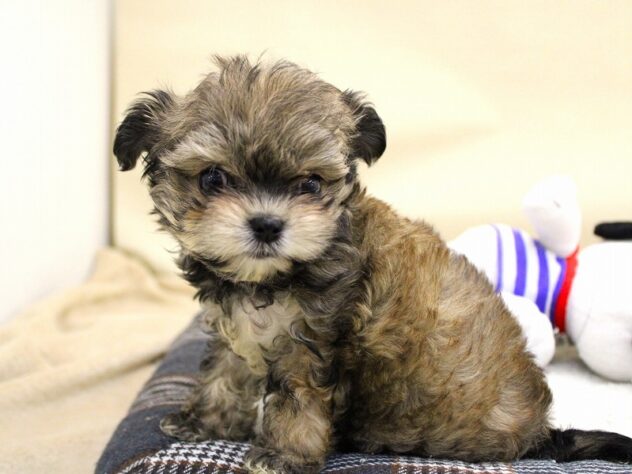 兵庫県のハーフ犬・ミックス犬 (ペット・プラザ アミーゴ神戸灘店/2025年9月20日生まれ/女の子/ブラックタン)の子犬の1枚目の画像