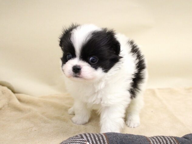 兵庫県のハーフ犬・ミックス犬 (ペット・プラザ アミーゴ神戸灘店/2025年9月27日生まれ/男の子/パーティーカラー)の子犬の1枚目の画像