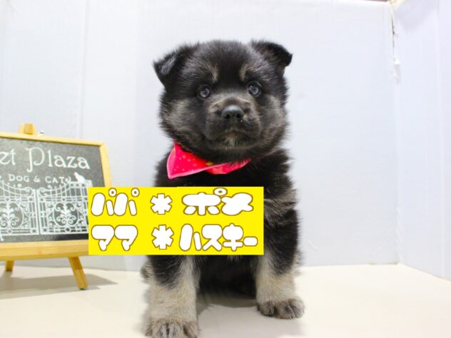 兵庫県のハーフ犬・ミックス犬 (ペット・プラザ アミーゴ神戸灘店/2025年9月20日生まれ/女の子/ブラックタン)の子犬の1枚目の画像