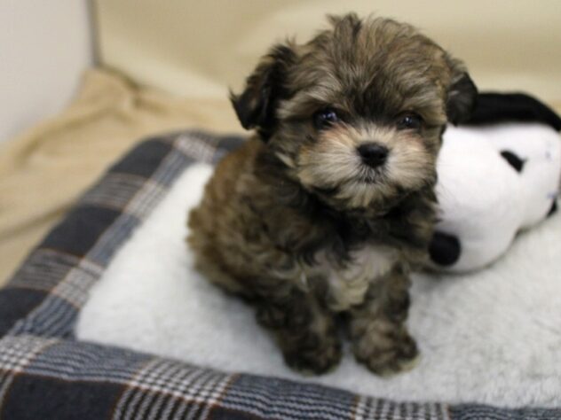 兵庫県のハーフ犬・ミックス犬 (ペット・プラザ アミーゴ神戸灘店/2025年9月20日生まれ/女の子/ブラックタン)の子犬の2枚目の画像