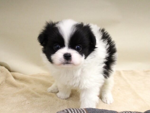 兵庫県のハーフ犬・ミックス犬 (ペット・プラザ アミーゴ神戸灘店/2025年9月27日生まれ/男の子/パーティーカラー)の子犬の2枚目の画像