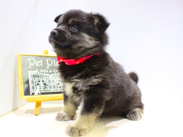 兵庫県のハーフ犬・ミックス犬 (ペット・プラザ アミーゴ神戸灘店/2025年9月20日生まれ/女の子/ブラックタン)の子犬の2枚目の画像