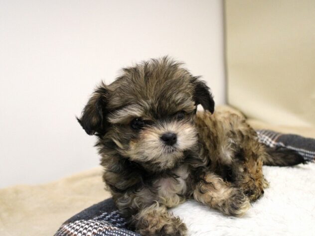 兵庫県のチワマル/マルチワ(チワワ×マルチーズ) (ペット・プラザ アミーゴ神戸灘店/2025年9月27日生まれ/男の子/レッド)の子犬の3枚目の画像