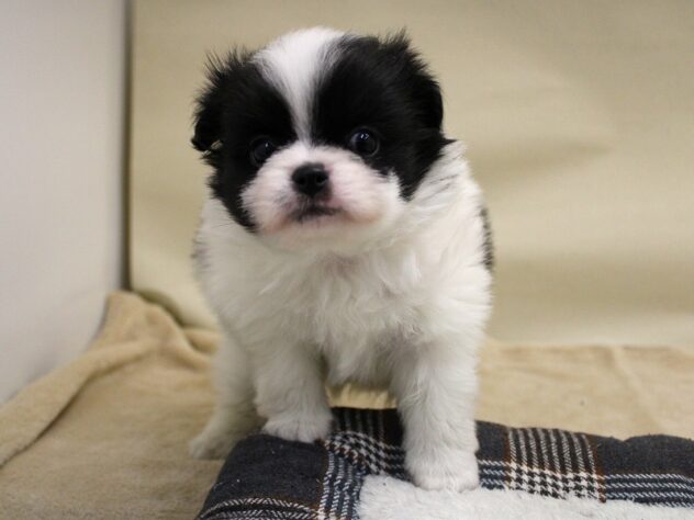 兵庫県のハーフ犬・ミックス犬 (ペット・プラザ アミーゴ神戸灘店/2025年9月27日生まれ/男の子/パーティーカラー)の子犬の3枚目の画像