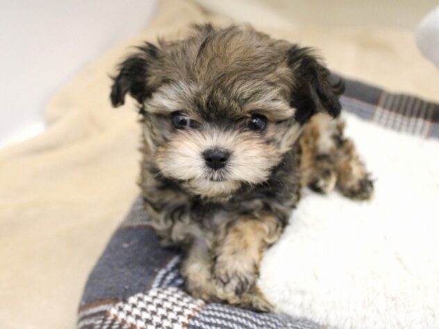 兵庫県のチワマル/マルチワ(チワワ×マルチーズ) (ペット・プラザ アミーゴ神戸灘店/2025年9月27日生まれ/男の子/レッド)の子犬の4枚目の画像