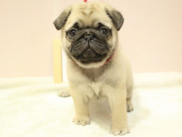 兵庫県のパグ (ペット・プラザ アミーゴ神戸灘店/2025年8月24日生まれ/女の子/フォーン)の子犬の1枚目の画像