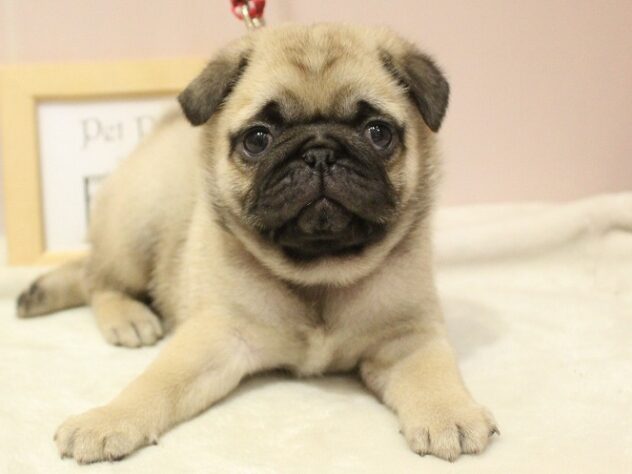 兵庫県のパグ (ペット・プラザ アミーゴ神戸灘店/2025年8月24日生まれ/女の子/フォーン)の子犬の2枚目の画像