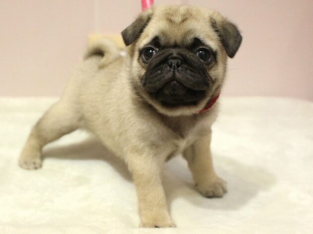 兵庫県のパグ (ペット・プラザ アミーゴ神戸灘店/2025年8月24日生まれ/女の子/フォーン)の子犬の3枚目の画像