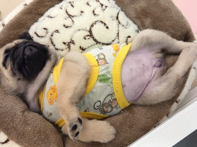 兵庫県のパグ (ペット・プラザ アミーゴ神戸灘店/2025年8月24日生まれ/女の子/フォーン)の子犬の4枚目の画像